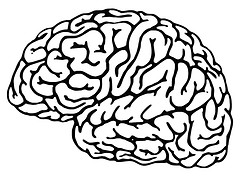 BRAIN o BRAN - Toma de decisiones informadas